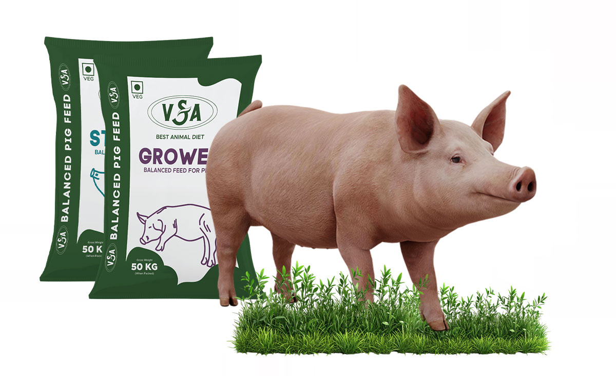 swine_feed_22
